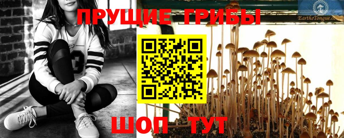 Шарыпово  Галлюциногенные грибы Cubensis  Вход с VPN 